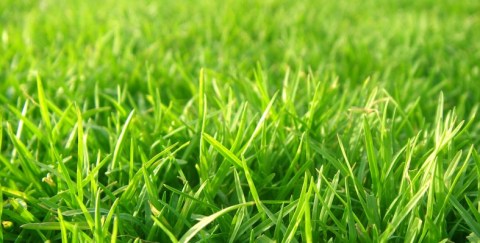 grass